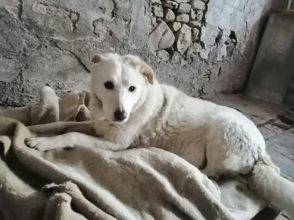 Cotone, morbidone compatibile con i bambini Foto 6